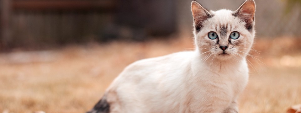 Get to know our feline friends!