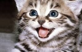Happy Tails